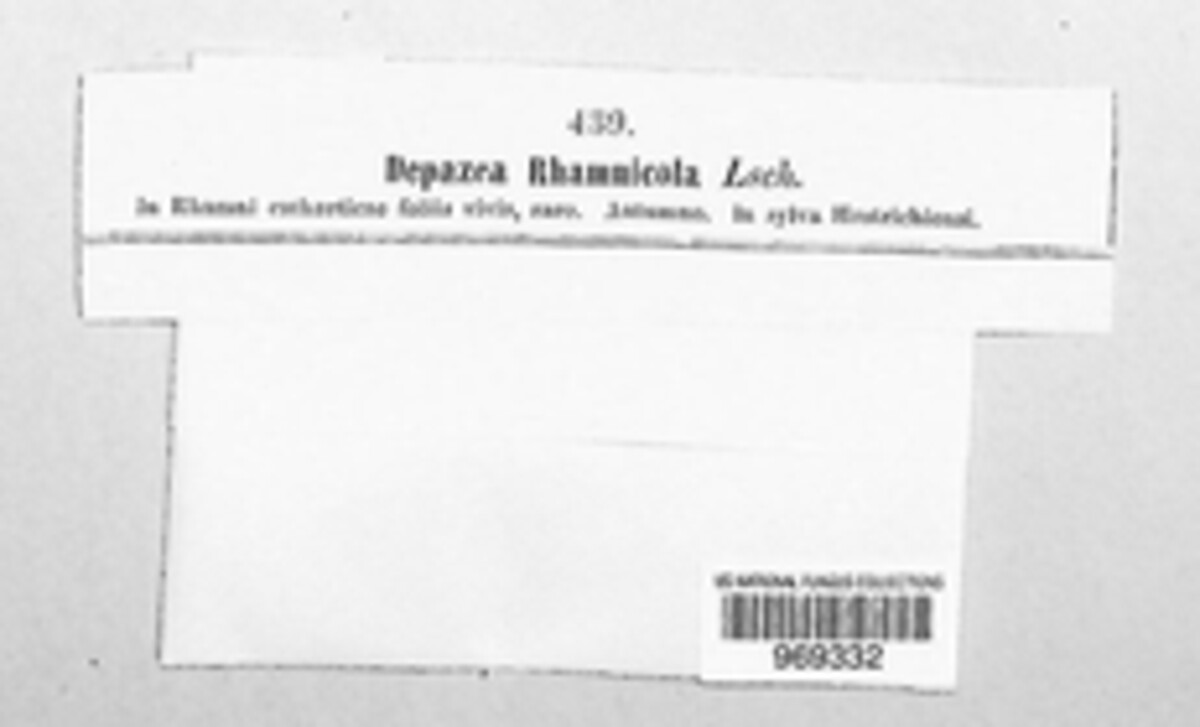 Depazea rhamnicola image